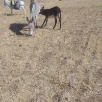 الاغ باکوره