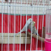 مرغ عشق خوش رنگ|پرنده|طبس, |دیوار