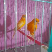 قناری های مست بخوان|پرنده|رشت, خواهر امام|دیوار