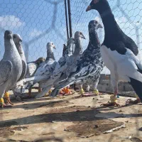 ۱۲تا هفرنگ پرخال همه جوان بشرط