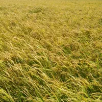 یک تن بذرگندم سیروان درجه یک