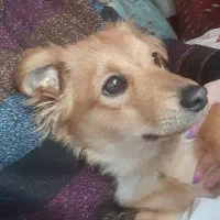 سگ اشپیتز|سگ|تهران, وحیدیه|دیوار