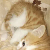 واگذاری بچه گربه|گربه|بجنورد, |دیوار