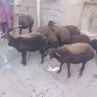 گوسفند وبز فروشی