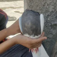 کبوتر