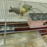 جفت کوتوله برزیلی