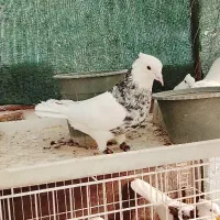 طوقی امیر|پرنده|شاهین‌شهر, شیخ بهایی|دیوار