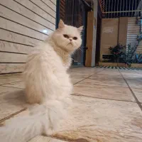 ماده هستش فقط برای جفت گیری