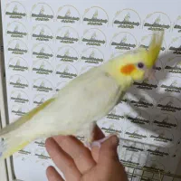 عروس هلندی سرلاکی نرمخور دونخور دستی نرماده بالغ|پرنده|شیراز, پودنک|دیوار