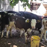 سیمنتال هلشتیان سویسی همه اصل درجه یک از۱۳۵تومن
