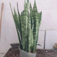 گل و گیاه سانسوریا ابلق|گل و گیاه طبیعی|اهواز, سیصد دستگاه|دیوار