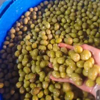 پخش|عمده‌فروشی|منجیل, |دیوار