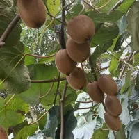 فروش کیوی درشت بالای ۹۰گرم