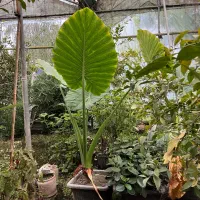 گل کاکتوس و بابا آدم|گل و گیاه طبیعی|محمودآباد, |دیوار