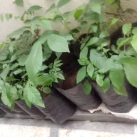 فروش نهال گردو|خدمات باغبانی و درختکاری|رشت, سعدی (تختی)|دیوار