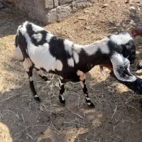 یه بز با یه گیسه 3قلو زا به بفروش میرسد|حیوانات مزرعه|کهنوج, |دیوار