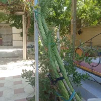 گل کاکتوس سیلندرریکا|گل و گیاه طبیعی|شیراز, دینکان|دیوار