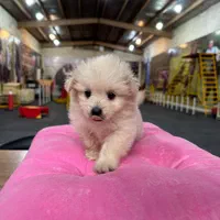 باشگاه تربیت و آموزش سگ ، مربی سگ|خدمات آموزشی|اصفهان, سپاهانشهر|دیوار