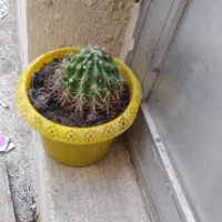 گیاه کاکتوس توافق یا معاوضه باگیاه آپارتمان و...|گل و گیاه طبیعی|قم, آذر (نکویی)|دیوار