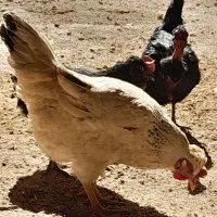 مرغ لری