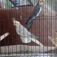 عروس هلندی مولد