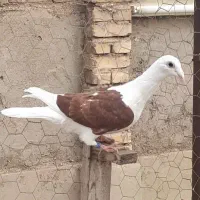 دوکت پلاکی زرهی کاکل باخت