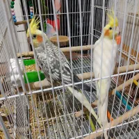 جفت عروس هلندی
