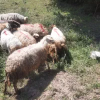 گوسفند بره برا قربانی گوساله بز گاو