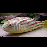 ماهی پافر فاهاکا بزرگ(مشابه فلاور)|ماهی|تبریز, |دیوار