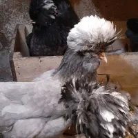 تخم مرغ سلطان نطفه دار (خروس مرغ گیر جوان)|حیوانات مزرعه|قم, کاسه گران|دیوار