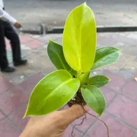 فیلودندرون