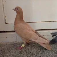 کبوتر.   قیمت خوب