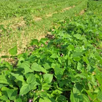 برگ سیر محلی پیربازار|خوردنی و آشامیدنی|رشت, فخب|دیوار