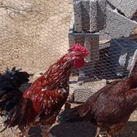 تخم مرغ نطفه دار محلی|حیوانات مزرعه|تبریز, |دیوار