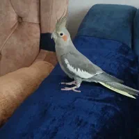 عروس هلندی ماده