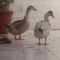 اوردک جوان