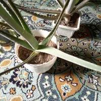 گلدون گل طبیعی70تومن|گل و گیاه طبیعی|بیرجند, |دیوار