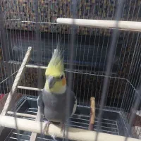 لوازم جانبی حیوانات