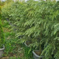 سدروس دئودورا آبی جعبه ای ریشه پرس