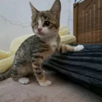 واگذاری بچه‌گربه ۲ماهه|گربه|ری, ظهیرآباد|دیوار