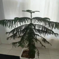 کاج مطبق|گل و گیاه طبیعی|چرداول, |دیوار