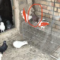 کبوتر|پرنده|ارومیه, |دیوار