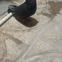 چند عدد کبوتر|پرنده|بم, |دیوار