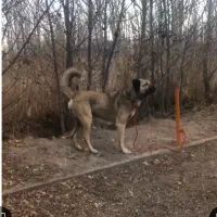 سگ ماده سرابی