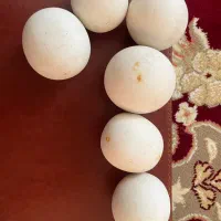 عدد سنگ الماس یا اسیاب6