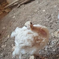 بوقلمون بیوتی گوشتی