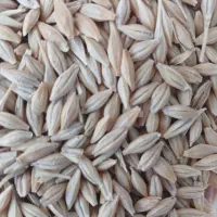 استخدام نیروی کارگر ساده