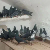 کبوتر جنگل آلمانی و کرمانی|پرنده|فرح دشت, |دیوار