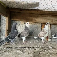 کبوتر جوجه پرشی|پرنده|قائمشهر, |دیوار