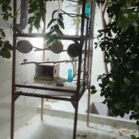 قفس برای مرغ عشق و عروس هلندی فنج و قناری